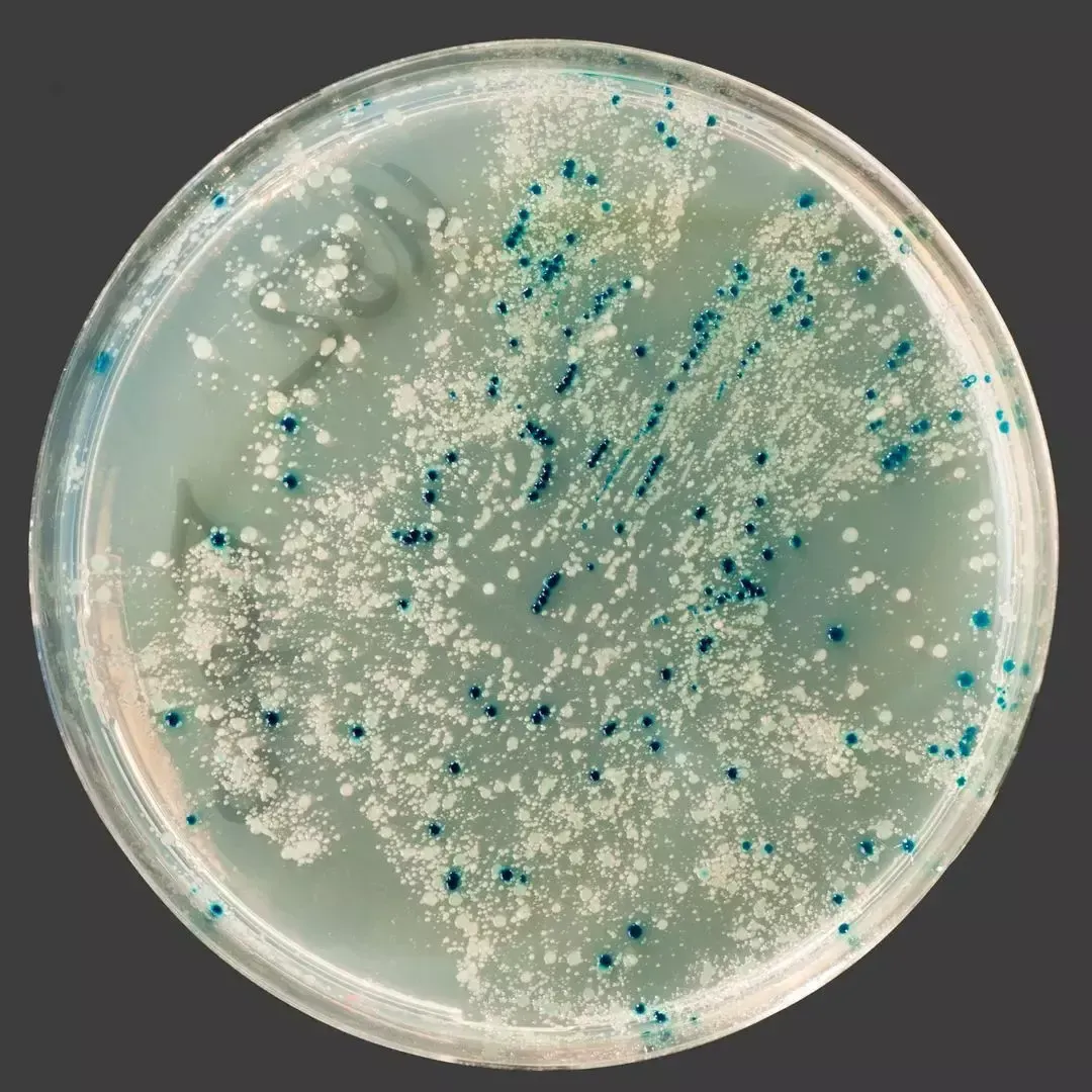 Cultured mold colonies in a lab petri dish from a surface tape sample